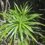Dracaena reflexa Bois de chandelle Aspa ragaceae Indigène La Réunion 517.jpeg